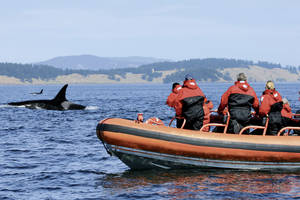 Walvissen spotten per snelle boot