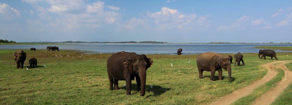 Sri-Lanka-Safari-Olifanten_1_375795
