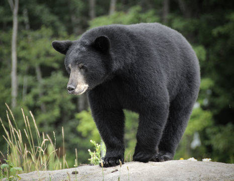 Canada-Whistler-zwarte-beer