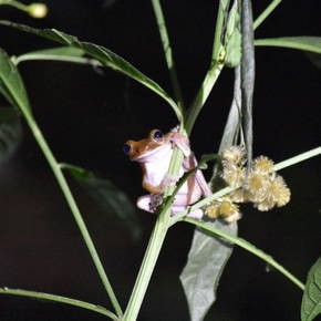 Kikkers tijdens de nighttour nabij Corcovado National Park - Costa Rica