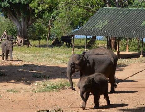 Sri-Lanka-Udalawale-olifantenweeshuis1(8)