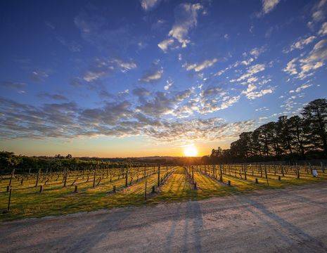 Australie-Mornington Peninsula-wijngaarden