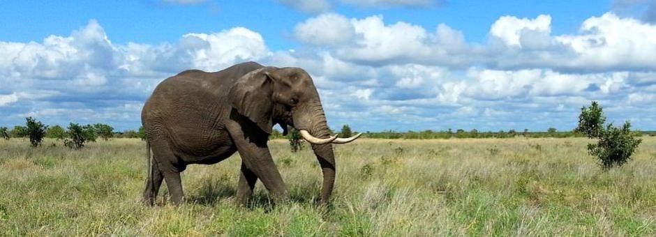 Zuid-Afrika-Krugerpark-Olifant1_1_371272