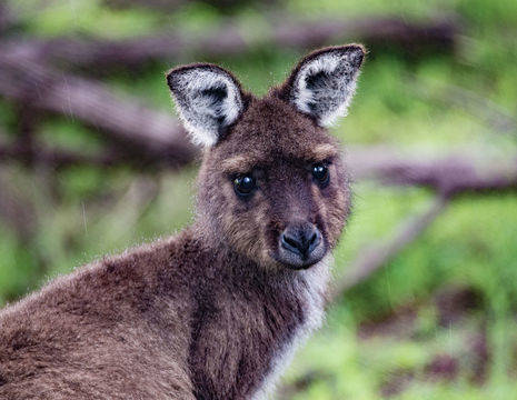 Australie-Kangaroo-Island-Kangoeroe