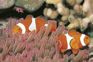 Dagtour Great Barrier Reef