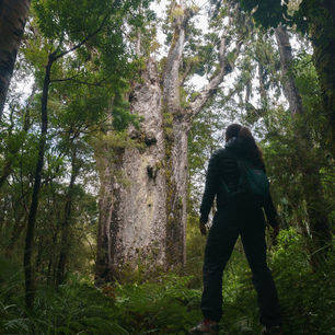 Nieuw-Zeeland-Noordereiland-Hokianga-Waipoua-Kauri-Forest-4