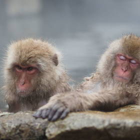 Apen genieten in een Hot spring in Japan
