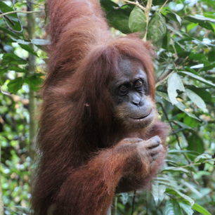 Sumatra-BukitLawang-Orangoetang14_2