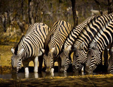 drinkende kudde zebra Track Trails foto(12)