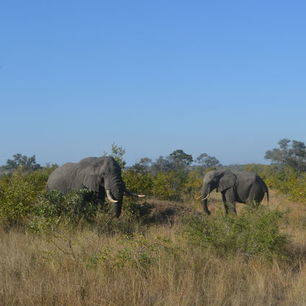 Krugerpark wildleven (4)