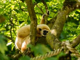 Gibbon Safari in de jungle