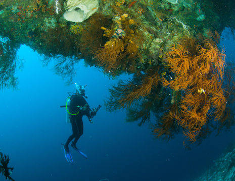 Indonesie-Sulawesi-Bunaken-onderwater84