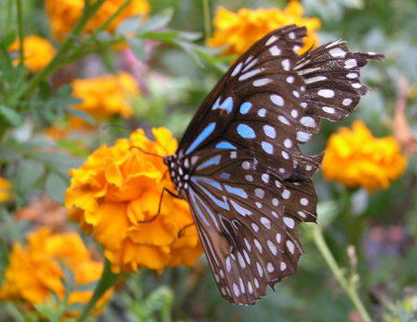 Maleisie-vlinderopbloem
