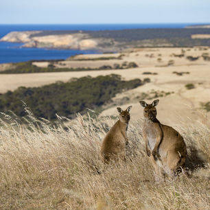 Australie-Kangaroo-Island-Kangaroos