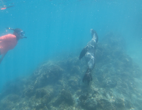 speelse zeeleeuwen bij Isabela
