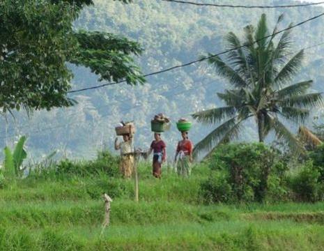 Bali-Sidemen-Rijstveld