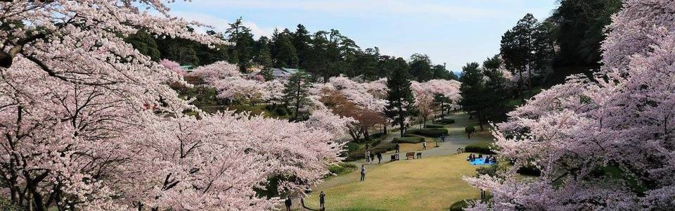 Kersenbloesem in Kanazawa Castle Park in Japan