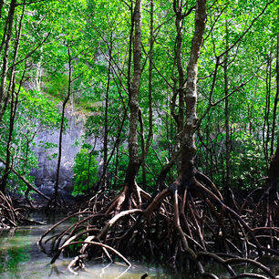 Langkawi-mangroveforest10