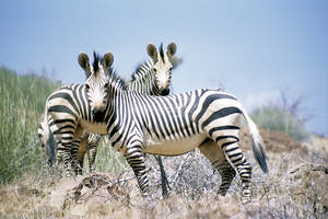 Zuid-Afrika-Krugerpark-Zebras