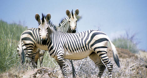 Zuid-Afrika-Krugerpark-Zebras
