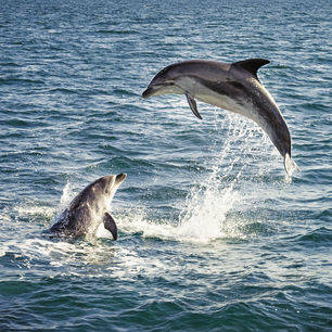 Dolfijnen, Bay of Islands, Nieuw-Zeeland