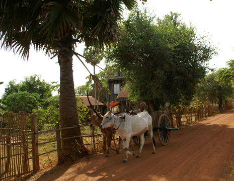 Cambodja-PhnomPenh-Kampot-koemetwagenonderweg(17)