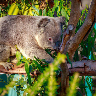Amerika-San-Diego-Zoo-Koala_2_502434