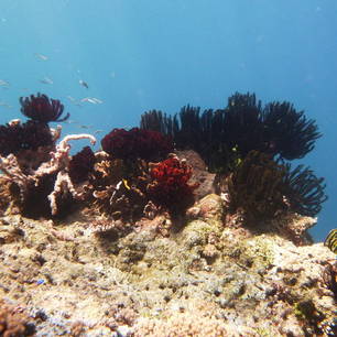 Lombok-GiliTrawangan-onderwater3(8)