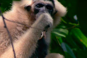 Gibbon safari in de jungle