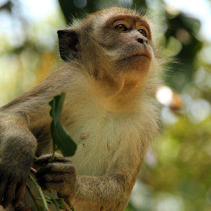 TamanNegara-nieuwsgierig-aapje