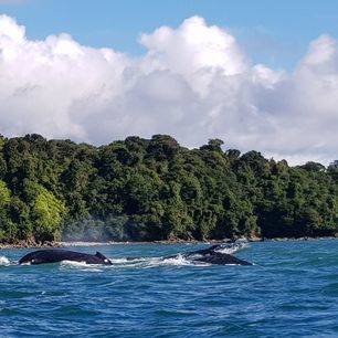 Colombia-Nuqui-walvissen