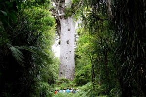 Ontdek Waipoua Forest in Hokianga