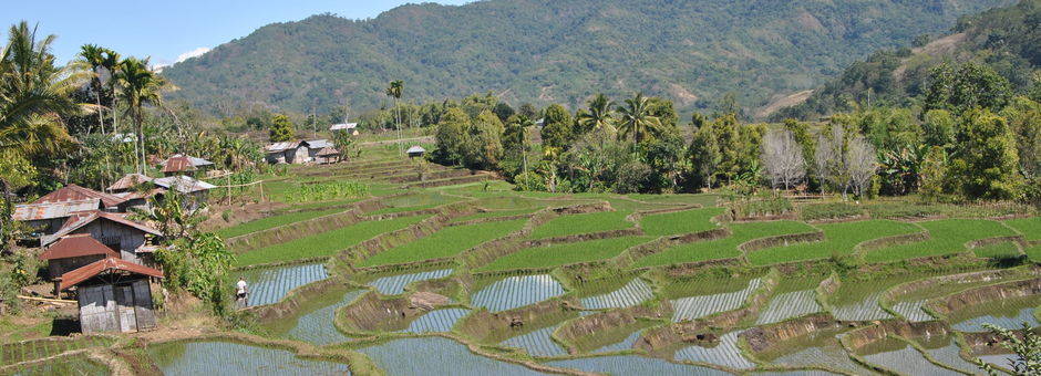 Indonesie-Flores-dorp-rijst