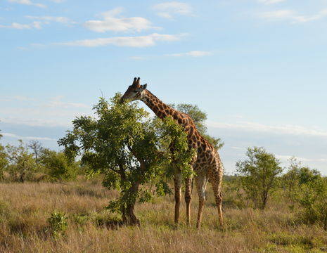 Krugerpark-Giraffe-2(5)