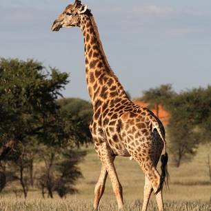Namibie-Kalahari-Giraf