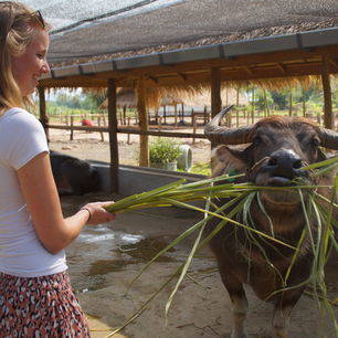 Laos-Luang-prabang-buffalo-farm_2_404167