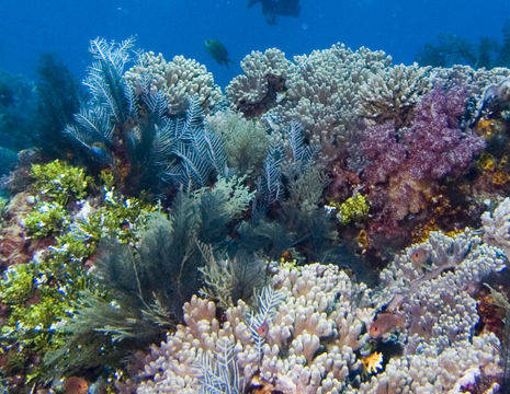 De onderwaterwereld van Nusa Lembongan