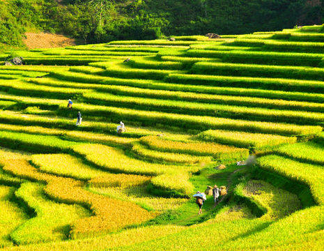 Vietnamezen aan het werk op de rijstvelden