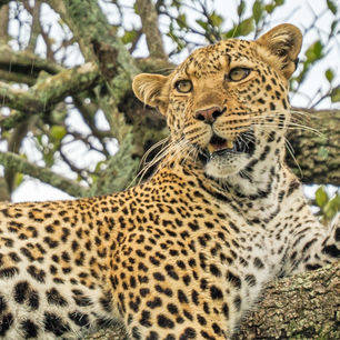 Kenia-MasaiMara-Leopard