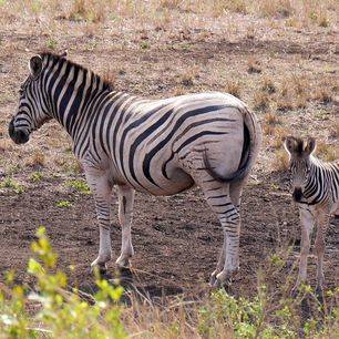 Zuid-Afrika-Hluhluwe-Zebra