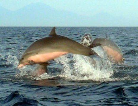 Bali-Lovina-Springende-dolfijnen_1_407775