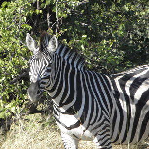 Botswana-Khwai-Zebra3