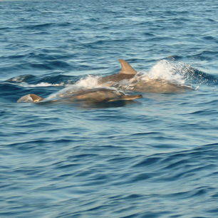 Bali-Lovina-dolfijnen2