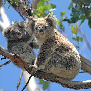 Koalaberen langs de Great Ocean Road
