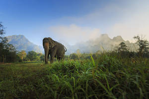 Elephant_Experience_Elephant_Hills_Khao_Sok_Thailand_bron_Elephant_Hills_529376