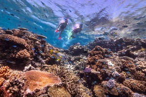 Dagtour Great Barrier Reef