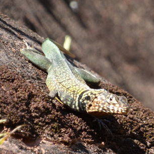 Reptielen-Amboro-National-Park-Bolivia