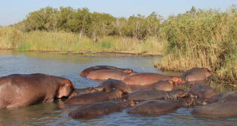 Het iSimangaliso Wetlands Park in Zuid-Afrika