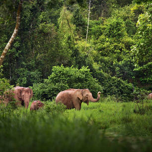 Thailand-olifant31(8)