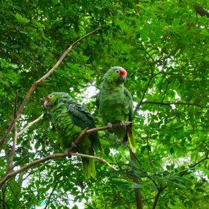 Ecuador-Amazone-papepaai
